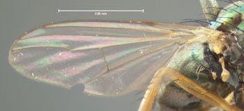 Media type: image;   Entomology 12975 Aspect: wing